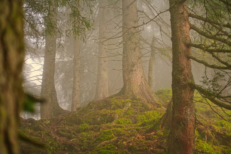 Mysterious Forest